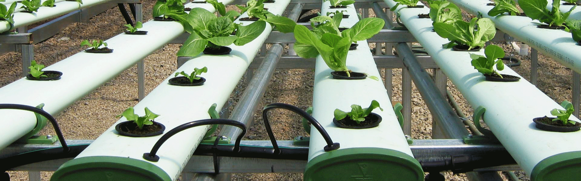 hydroponic farming San Diego